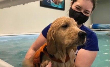 Woman in a pool with a golden retriever