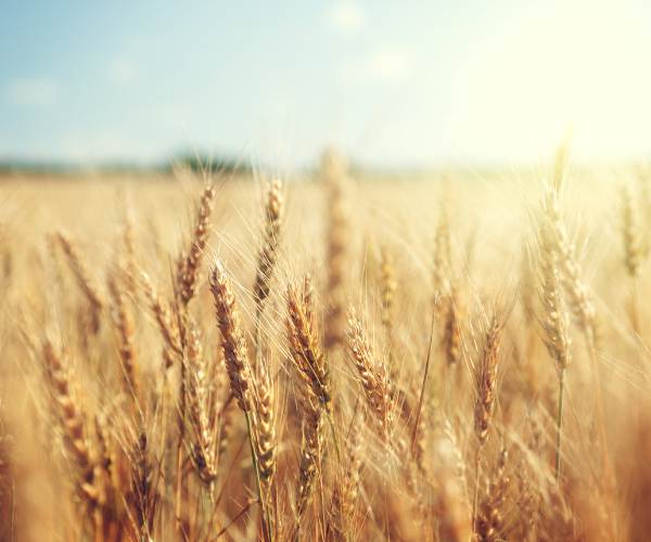 Wheat Field