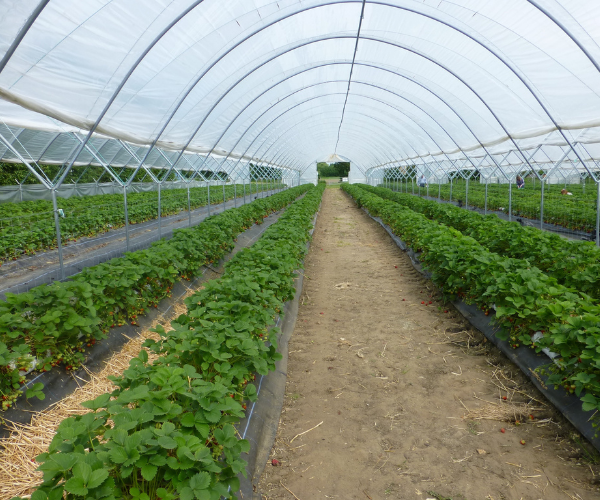 Greenhouse with green plants