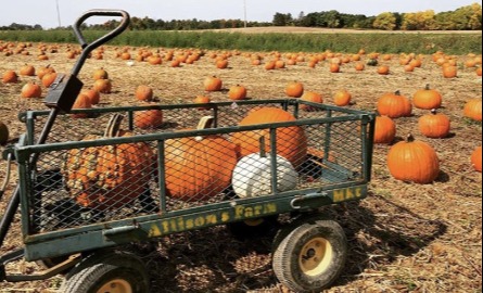 pumpkins on wagon